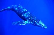 ls54-humpback-13d,8b,4xiuc.tif
